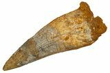 Real Fossil Spinosaurus Tooth - Large Dinosaur Tooth #328052-1